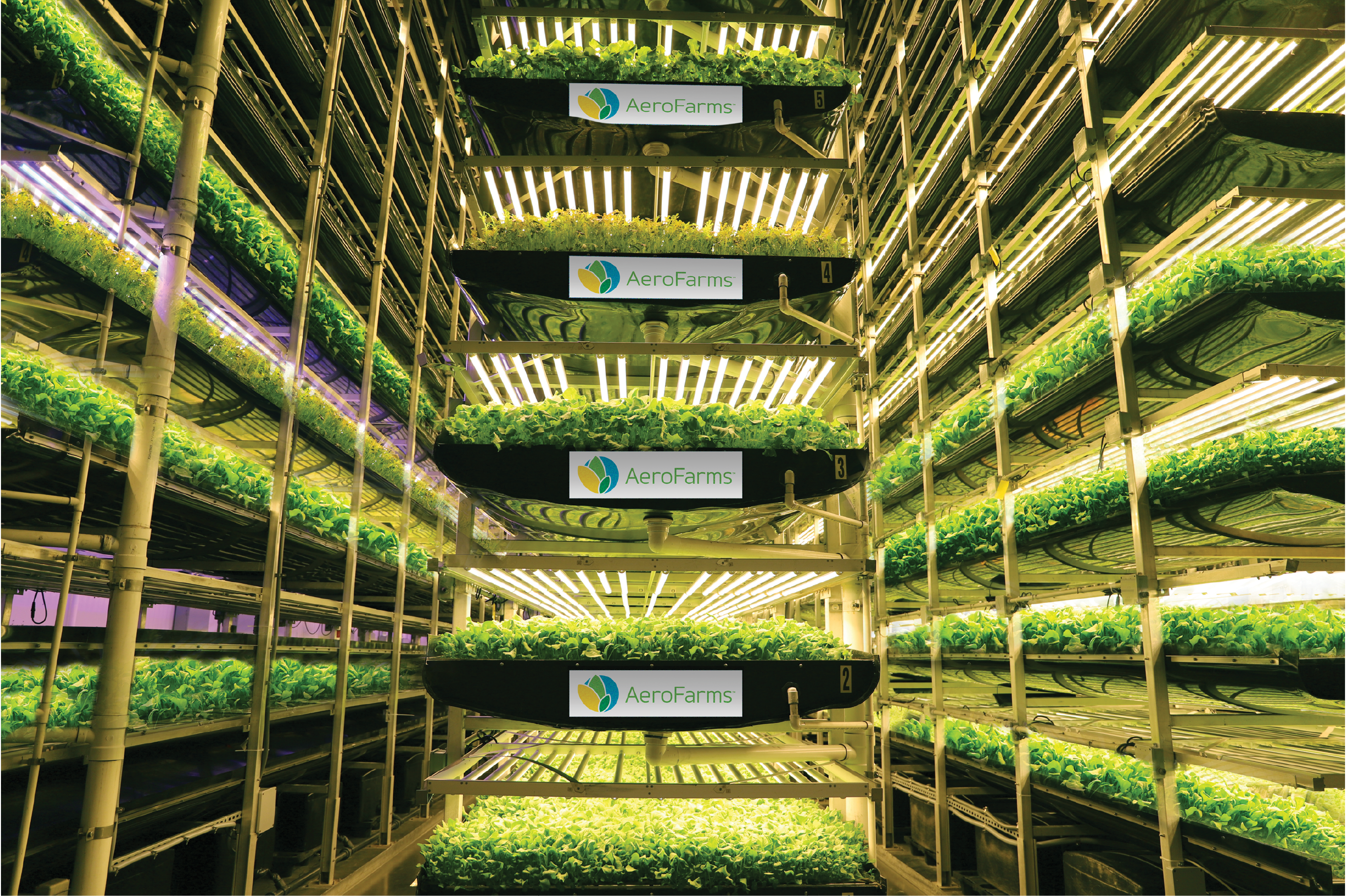 Vertical Farming Could Help Us Build A More Equitable Food System